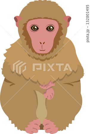 赤ちゃん猿 132801495