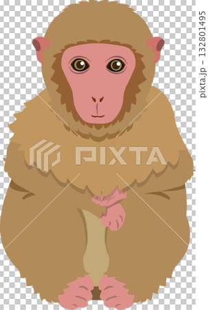 赤ちゃん猿 132801495