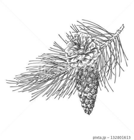 Scots pine branch with cones engraved hand drawn vector illustration, conifer tree botanical ink sketch, Xmas decoration 132801613