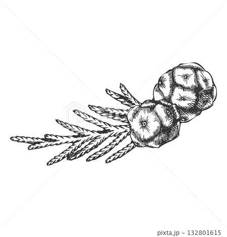 Cypress tree twig with cones engraved hand drawn vector illustration, conifer evergreen plant, Christmas decoration Cypress tree twig with cones engraved hand drawn vector illustration, conifer evergreen plant, Christmas decoration 132801615