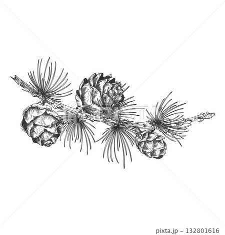 European Larch branch with cones engraved hand drawn vector illustration, conifer tree botanical sketch, Xmas decoration 132801616