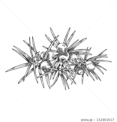Juniper branch with berries engraved hand drawn vector illustration, coniferous botanical sketch, evergreen bush plant Juniper branch with berries engraved hand drawn vector illustration, coniferous botanical sketch, evergreen bush plant 132801617