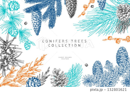 Conifer trees branches with cones collection engraved hand drawn vector frame design, pine, Cypress, Larch, fir, Juniper 132801621