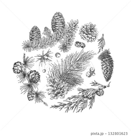 Conifer trees branches with cones collection engraved hand drawn vector round illustration, pine, Cypress, fir, Juniper 132801623