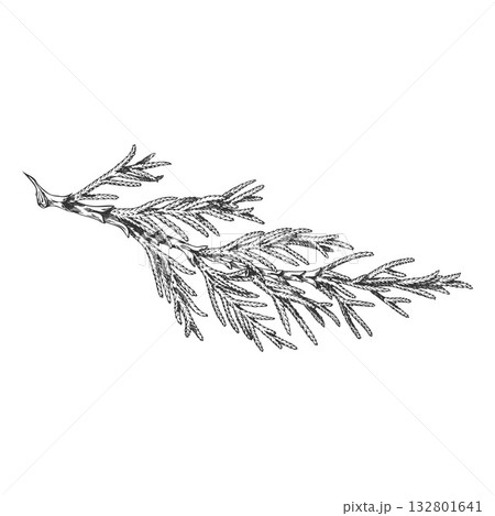 Cypress tree branch engraved hand drawn vector illustration, conifer evergreen plant, Christmas decoration, forest scent 132801641