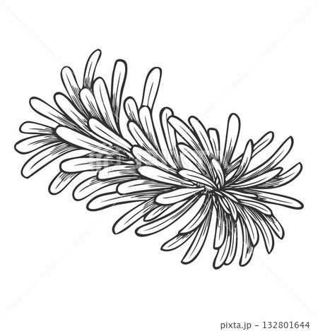 Balsam fir tree branch engraved hand drawn vector illustration, conifer evergreen plant, Christmas forest decoration 132801644