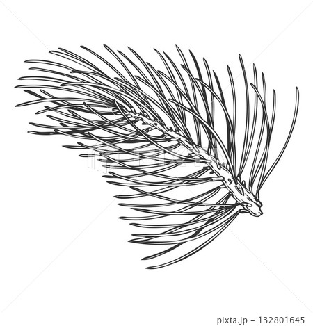 Scots pine tree branch engraved hand drawn vector illustration, conifer evergreen plant, Christmas forest decoration 132801645