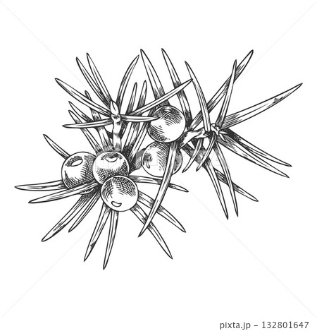 Juniper branch with berries engraved hand drawn illustration, coniferous botanical vector sketch, evergreen bush plant Juniper branch with berries engraved hand drawn illustration, coniferous botanical vector sketch, evergreen bush plant 132801647