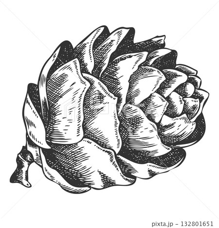 European Larch cone engraved hand drawn, conifer tree cone botanical vector sketch, natural forest scent Xmas decoration 132801651