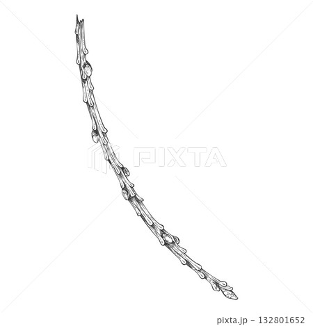 Conifer tree twig sketch engraved hand drawn vector, pine, cypress, European Larch, fir tree stem, stick or branch 132801652