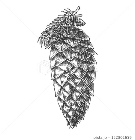 Siberian fir cone vector engraved hand drawn, pine cone botanical sketch, coniferous fragrance, Xmas decoration 132801659