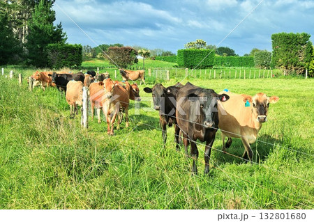 New Zealand Brown Cows Herd 132801680