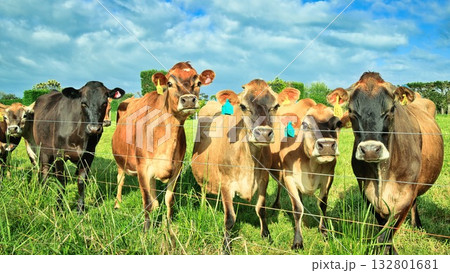 New Zealand Brown Cows New Zealand Brown Cows 132801681