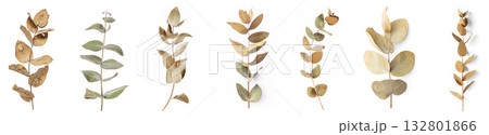 Aesthetic dried eucalyptus leaf branch element Aesthetic dried eucalyptus leaf branch element 132801866