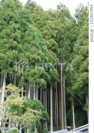 京都大原の里の杉木立 京都大原の里の杉木立 132801954