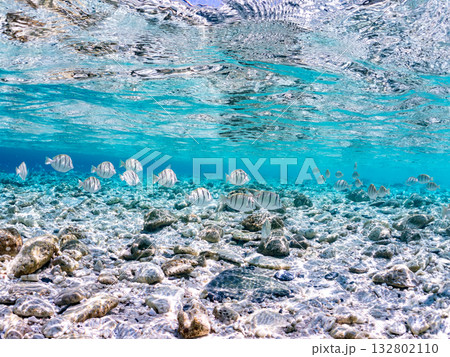 シマハギ他の半水面撮影。美しいサンゴ礁と熱帯魚の群れ。嘉比島沖縄県 島尻郡慶良間諸島座間味島2025 132802110