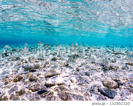 シマハギ他の半水面撮影。美しいサンゴ礁と熱帯魚の群れ。嘉比島沖縄県 島尻郡慶良間諸島座間味島2025 132802120
