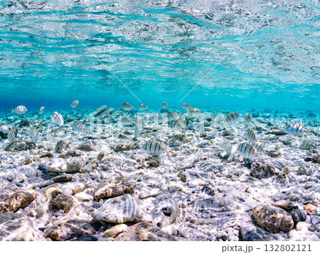 シマハギ他の半水面撮影。美しいサンゴ礁と熱帯魚の群れ。嘉比島沖縄県 島尻郡慶良間諸島座間味島2025 132802121
