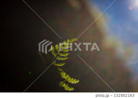 植物 工場 プランツ 132802163