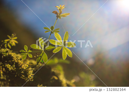 植物 工場 プランツ 132802164