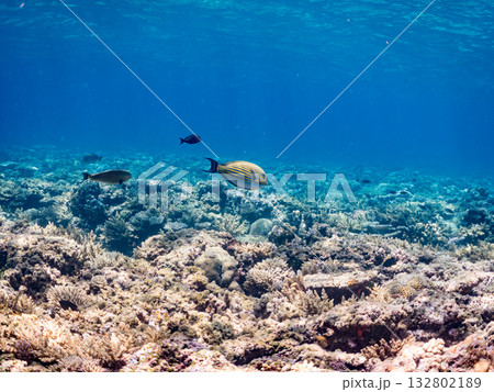 ニジハギ他群れ半水面撮影。美しいサンゴ礁と熱帯魚の群れ。 嘉比島沖縄県 島尻郡慶良間諸島座間味島 ニジハギ他群れ半水面撮影。美しいサンゴ礁と熱帯魚の群れ。 嘉比島沖縄県 島尻郡慶良間諸島座間味島 132802189
