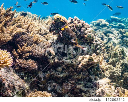 可愛いクロハギ。美しいサンゴ礁と熱帯魚の群れ。 嘉比島沖縄県 島尻郡慶良間諸島座間味島-2025 132802242