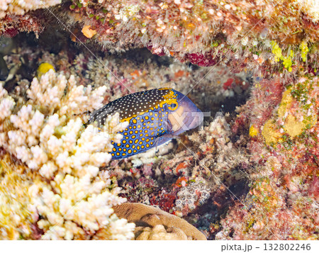 可愛いクロハギ。美しいサンゴ礁と熱帯魚の群れ。 嘉比島沖縄県 島尻郡慶良間諸島座間味島-2025 可愛いクロハギ。美しいサンゴ礁と熱帯魚の群れ。 嘉比島沖縄県 島尻郡慶良間諸島座間味島-2025 132802246