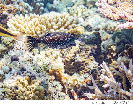 可愛いクロハギ。美しいサンゴ礁と熱帯魚の群れ。 嘉比島沖縄県 島尻郡慶良間諸島座間味島-2025 132802254