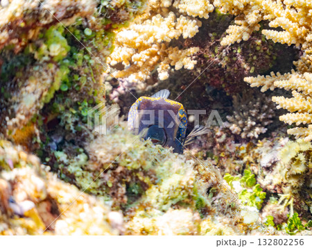 可愛いクロハギ。美しいサンゴ礁と熱帯魚の群れ。 嘉比島沖縄県 島尻郡慶良間諸島座間味島-2025 132802256