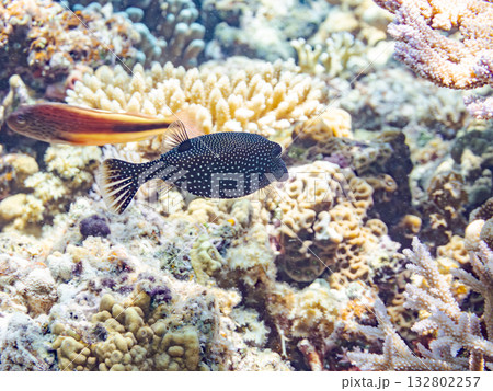 可愛いクロハギ。美しいサンゴ礁と熱帯魚の群れ。 嘉比島沖縄県 島尻郡慶良間諸島座間味島-2025 可愛いクロハギ。美しいサンゴ礁と熱帯魚の群れ。 嘉比島沖縄県 島尻郡慶良間諸島座間味島-2025 132802257