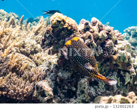 可愛いクロハギ。美しいサンゴ礁と熱帯魚の群れ。 嘉比島沖縄県 島尻郡慶良間諸島座間味島-2025 132802263
