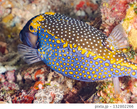 可愛いクロハギ。美しいサンゴ礁と熱帯魚の群れ。 嘉比島沖縄県 島尻郡慶良間諸島座間味島-2025 可愛いクロハギ。美しいサンゴ礁と熱帯魚の群れ。 嘉比島沖縄県 島尻郡慶良間諸島座間味島-2025 132802266