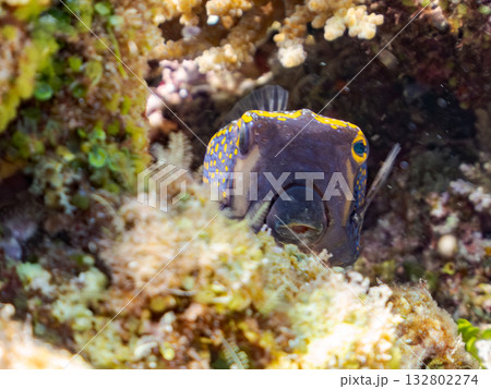 可愛いクロハギ。美しいサンゴ礁と熱帯魚の群れ。 嘉比島沖縄県 島尻郡慶良間諸島座間味島-2025 132802274