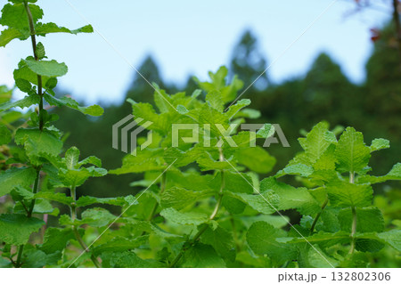 大原の里のペパーミント 132802306