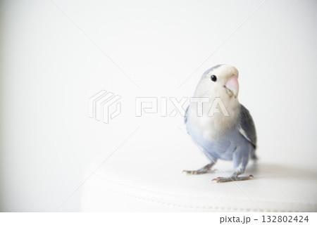 こちらを見つめるコザクラインコ 132802424