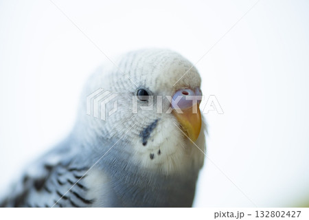 セキセイインコのお顔 132802427