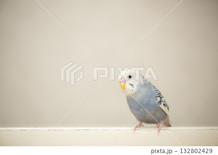 こちらを見つめるセキセイインコ こちらを見つめるセキセイインコ 132802429