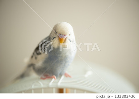 セキセイインコのお昼寝 セキセイインコのお昼寝 132802430