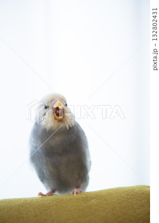 あくびをするセキセイインコ あくびをするセキセイインコ 132802431