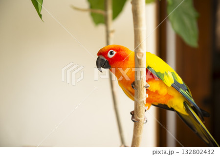 木に止まる黄金メキシコインコ 132802432