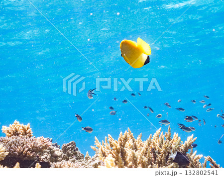 美しいシテンヤッコ他。美しいサンゴ礁と熱帯魚の群れ。 嘉比島沖縄県 島尻郡慶良間諸島座間味島2025 132802541