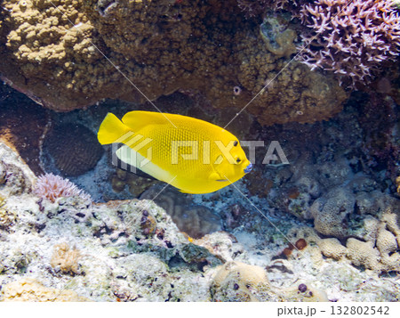 美しいシテンヤッコ他。美しいサンゴ礁と熱帯魚の群れ。 嘉比島沖縄県 島尻郡慶良間諸島座間味島2025 132802542