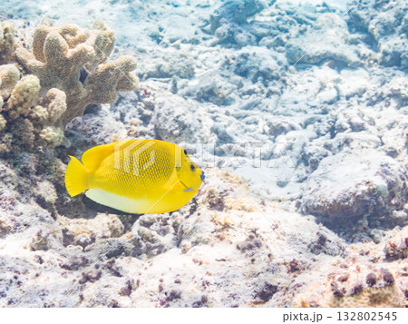 美しいシテンヤッコ他。美しいサンゴ礁と熱帯魚の群れ。 嘉比島沖縄県 島尻郡慶良間諸島座間味島2025 美しいシテンヤッコ他。美しいサンゴ礁と熱帯魚の群れ。 嘉比島沖縄県 島尻郡慶良間諸島座間味島2025 132802545