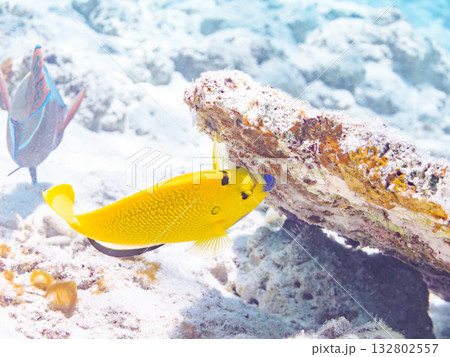 美しいシテンヤッコ他。美しいサンゴ礁と熱帯魚の群れ。 嘉比島沖縄県 島尻郡慶良間諸島座間味島2025 132802557