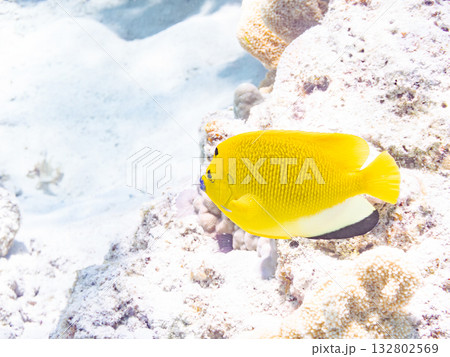 美しいシテンヤッコ他。美しいサンゴ礁と熱帯魚の群れ。 嘉比島沖縄県 島尻郡慶良間諸島座間味島2025 132802569