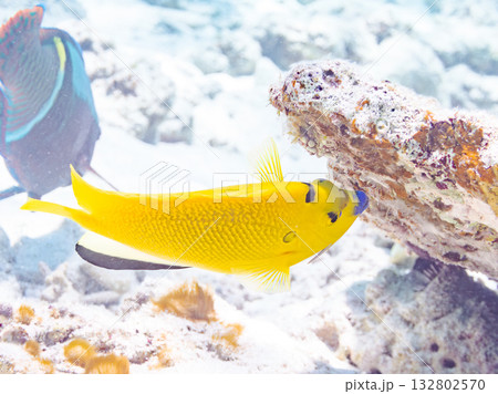 美しいシテンヤッコ他。美しいサンゴ礁と熱帯魚の群れ。 嘉比島沖縄県 島尻郡慶良間諸島座間味島2025 132802570