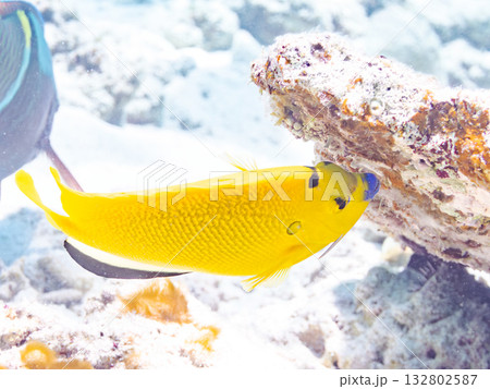 美しいシテンヤッコ他。美しいサンゴ礁と熱帯魚の群れ。 嘉比島沖縄県 島尻郡慶良間諸島座間味島2025 132802587