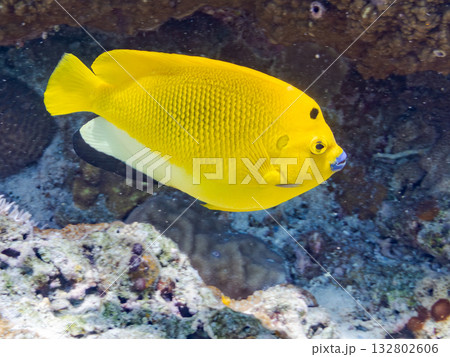 美しいシテンヤッコ他。美しいサンゴ礁と熱帯魚の群れ。 嘉比島沖縄県 島尻郡慶良間諸島座間味島2025 美しいシテンヤッコ他。美しいサンゴ礁と熱帯魚の群れ。 嘉比島沖縄県 島尻郡慶良間諸島座間味島2025 132802606