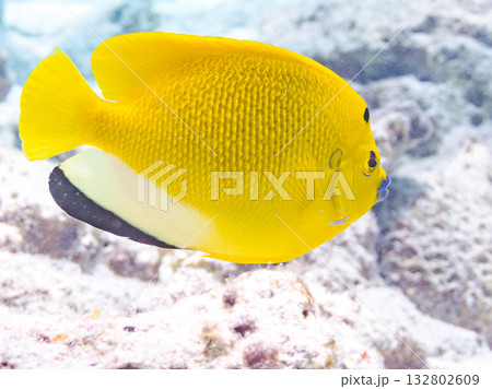 美しいシテンヤッコ他。美しいサンゴ礁と熱帯魚の群れ。 嘉比島沖縄県 島尻郡慶良間諸島座間味島2025 美しいシテンヤッコ他。美しいサンゴ礁と熱帯魚の群れ。 嘉比島沖縄県 島尻郡慶良間諸島座間味島2025 132802609