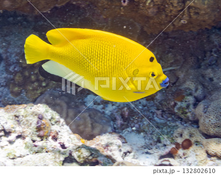 美しいシテンヤッコ他。美しいサンゴ礁と熱帯魚の群れ。 嘉比島沖縄県 島尻郡慶良間諸島座間味島2025 132802610
